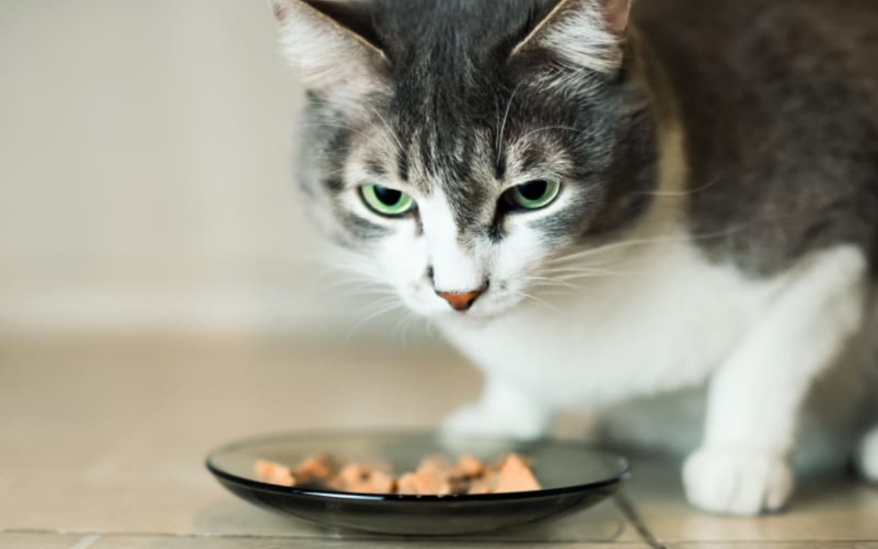 gatto davanti a una piccola ciotola di cibo umido