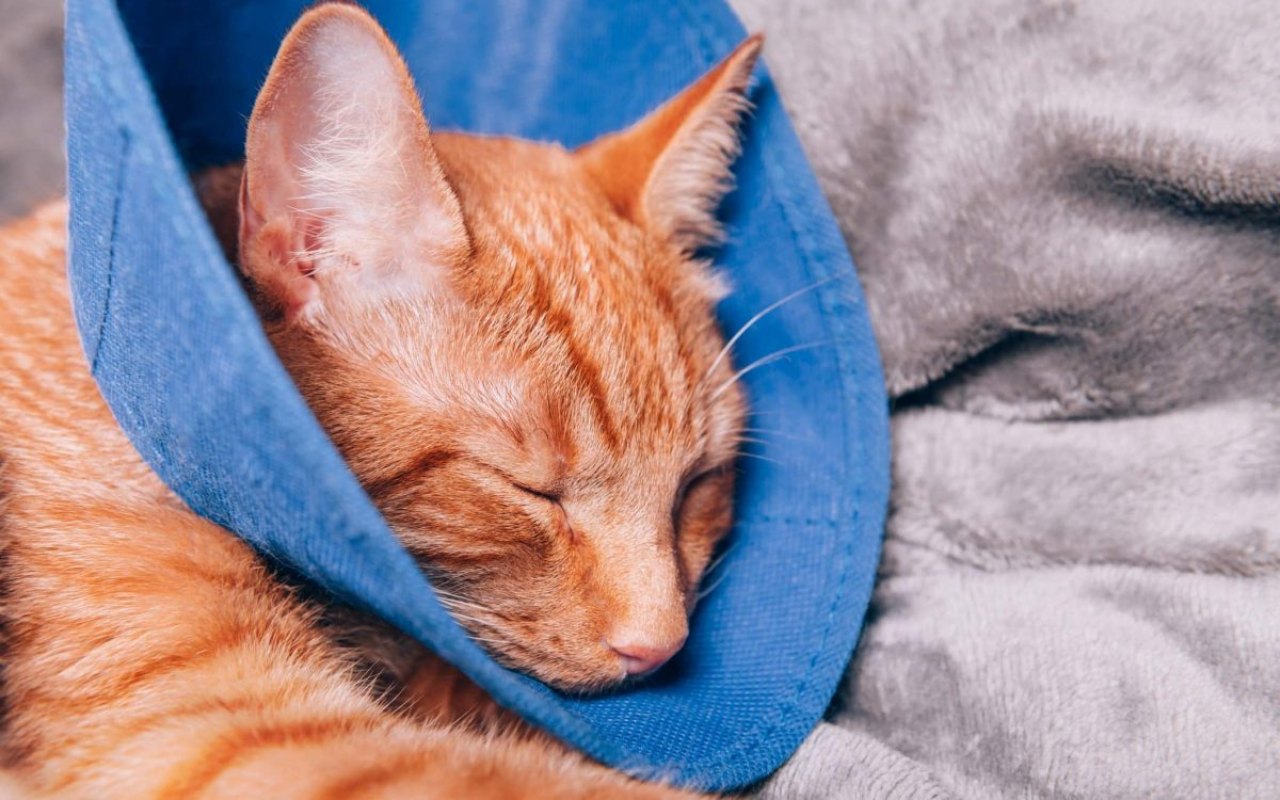 gatto arancione con un collare elisabettiano in stoffa blu
