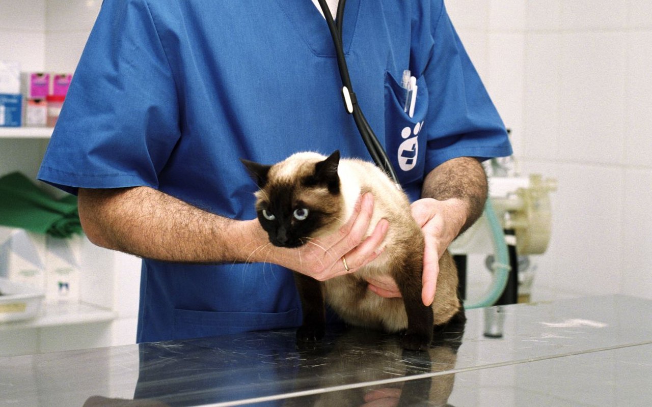 gatto tra le mani del veterinario