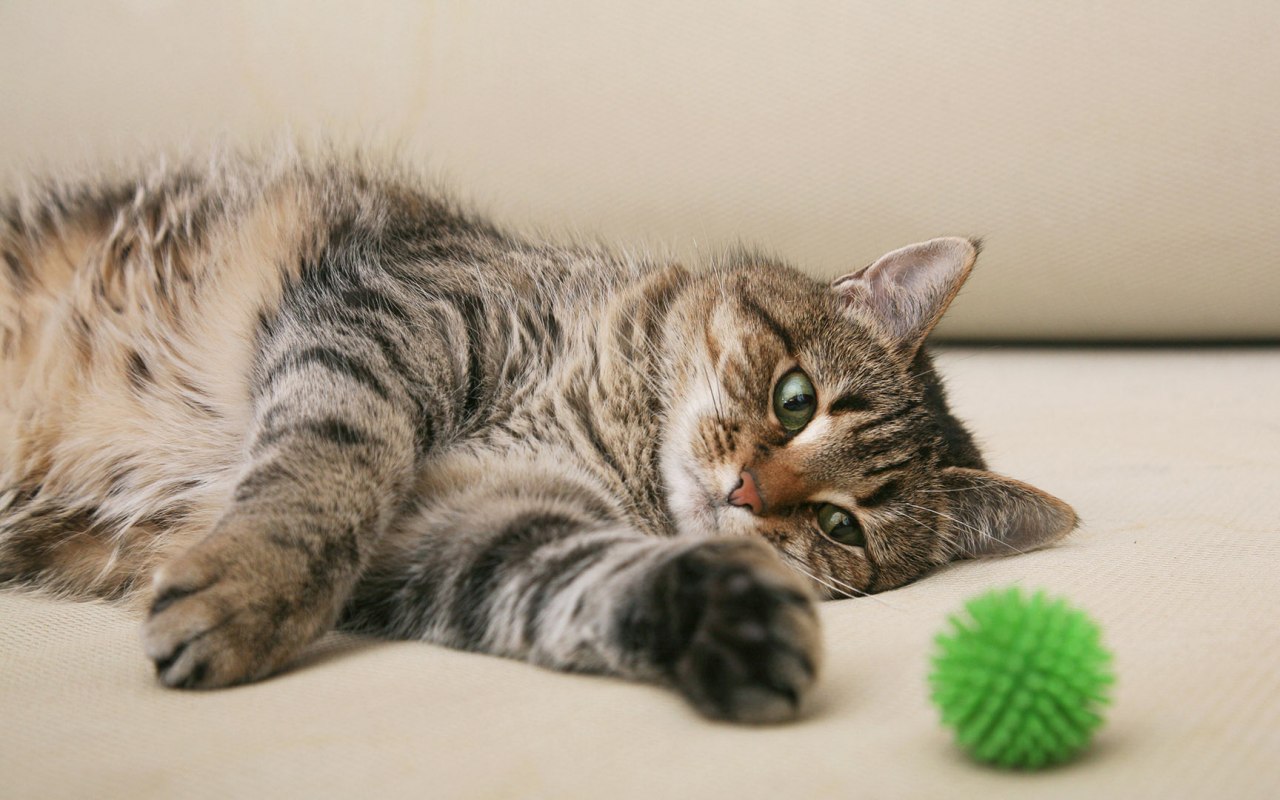 gatto disteso sul divano accanto a una pallina di gomma verde