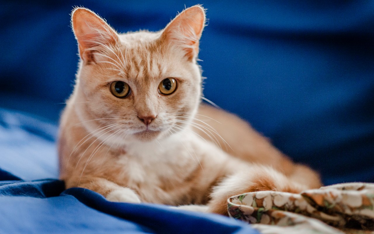 gatto arancione tigrato sul divano