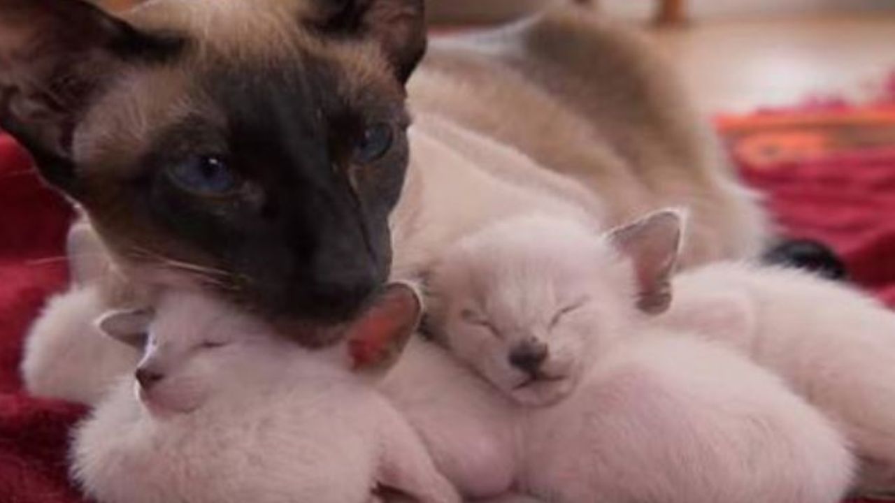 Una gatta Siamese con i suoi 3 gattini