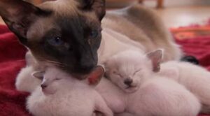 “Sono proprio miei”: questa adorable mamma Siamese protegge i suoi piccoli con amore