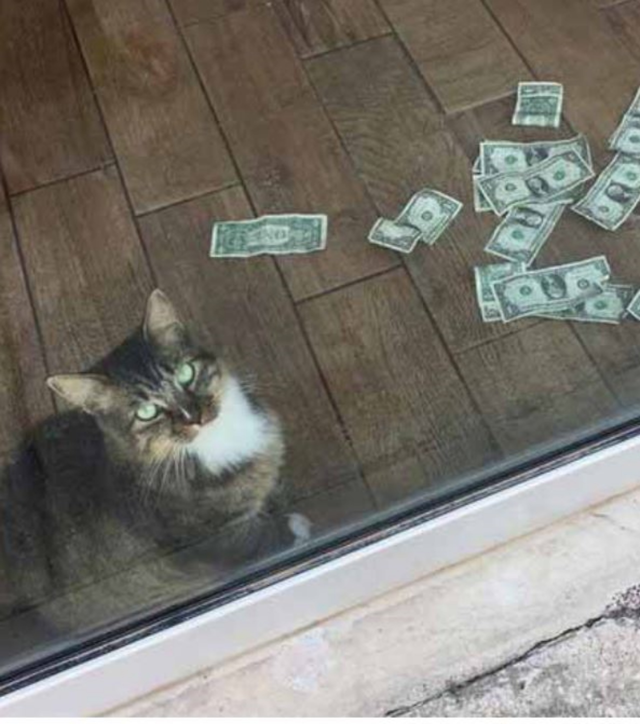 Un gatto con del denaro vicino