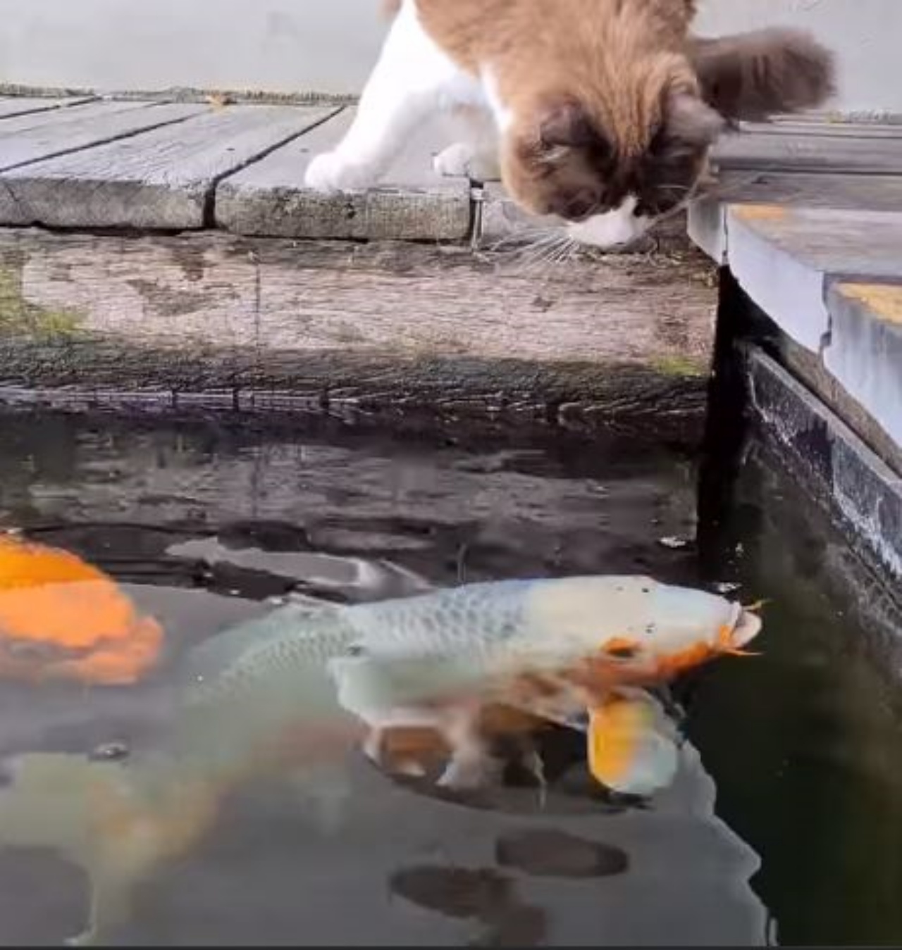 Un gatto gioca con delle carpe koi