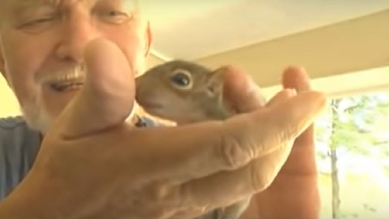 scoiattolo sul palmo di una mano