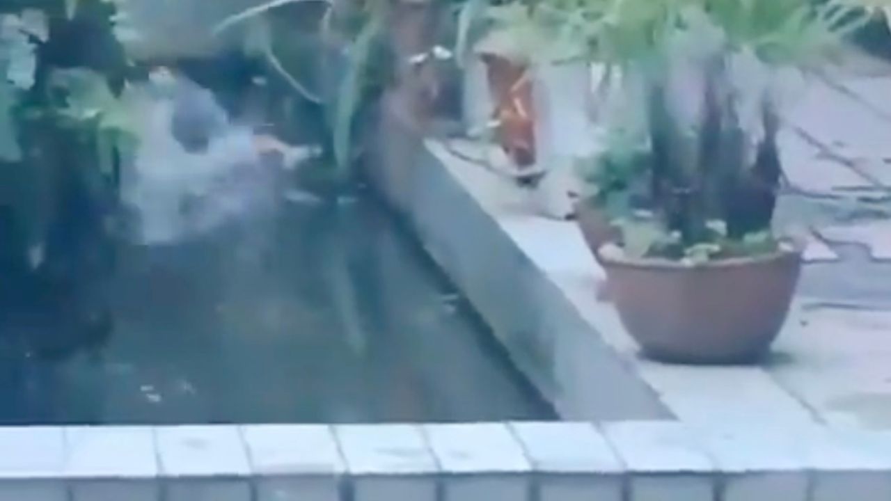 Gatto finisce in acqua
