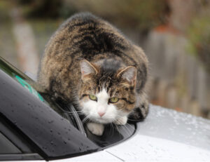 4 cose che puoi fare per evitare che il tuo amato gatto muoia di caldo