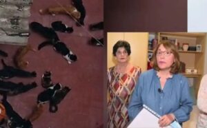 Una donna vive con 70 gatti in appartamento, ma questa purtroppo non è una storia felice