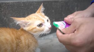 Abbandonata in autostrada, le macchine sfrecciavano a velocità. Ma la gattina non si è arresa