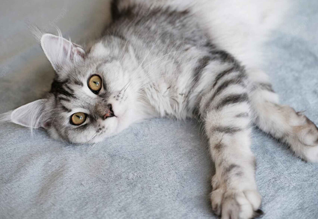 Asian, razza di gatto incrociata: caratteristiche e curiosità