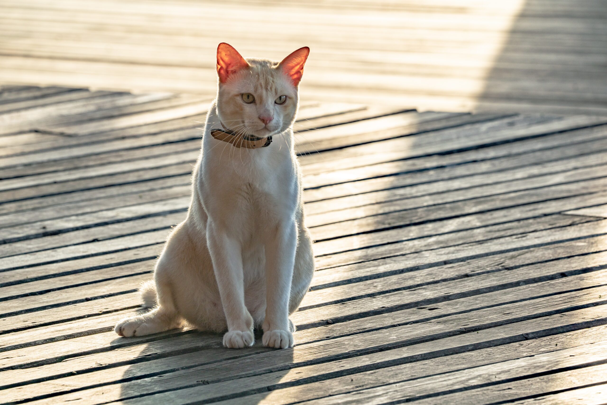 gatto seduto su passerella di legno