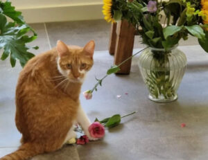 Belli ma anche… canaglie: queste 10 foto dimostrano che con i gatti non tutto è rose e fiori