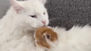 Come Davide e Golia: l’incontro tra il Maine Coon e il Persiano è tutto da vedere