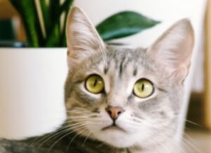 come chiamare un gatto