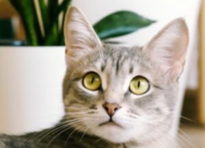 Come chiamare un gatto e farsi ascoltare, secondo la scienza