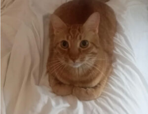 Da gattino a gatto: i prima e dopo di questi mici ci ricordano quanto è prezioso il tempo con loro