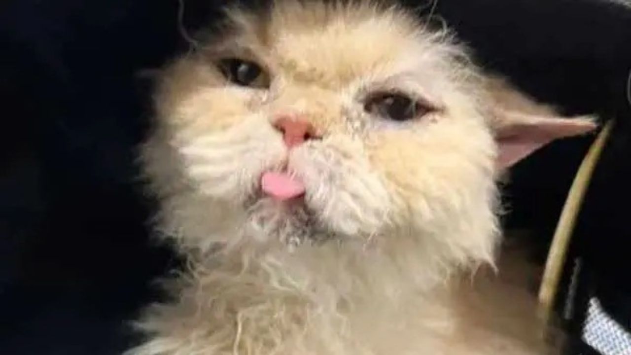 Gattino tira fuori la lingua