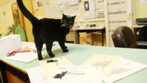 È stato la mascotte della scuola per 16 anni: ora il gatto ha una statua in memoria