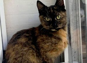 gattina dolce