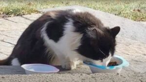 Gattino randagio mangia da una ciotola