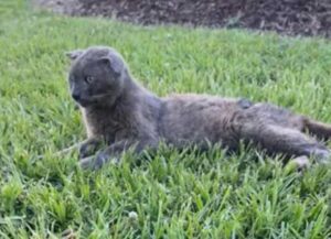 Giacendo nell’erba, questo gatto disperato sperava sempre che qualcuno cambiasse le sue sorti