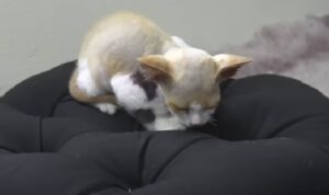 Giaceva disperato aspettando che le persone venissero a salvarlo: dopo essere stato adottato è il gatto più felice