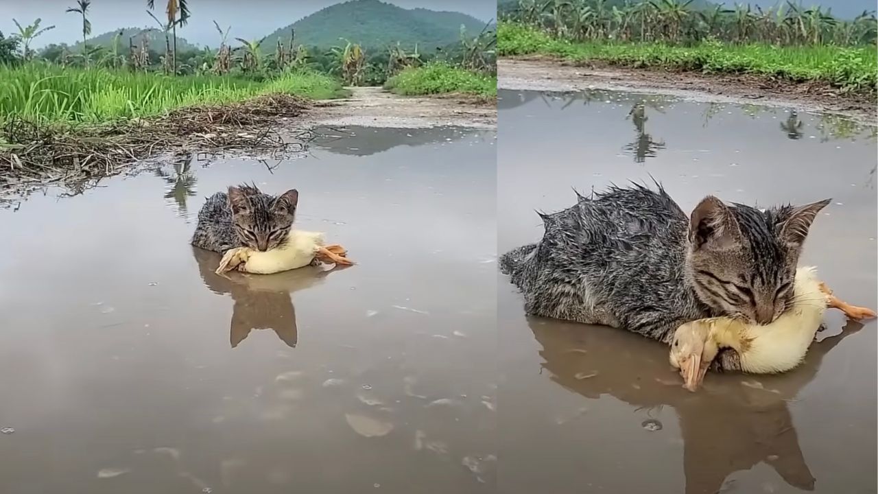 Gattino e anatroccolo nella pozzanghera