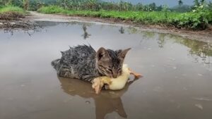 Ha trovato questo povero gattino vicino a un anatroccolo senza vita, e non capiva il perché