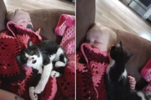 “I miei due bambini”: il gatto non vuole allontanarsi dal pancione della sua mamma umana