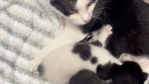 Il bellissimo momento in cui l’ex gatto randagio adotta due gattini orfani nella sua cucciolata