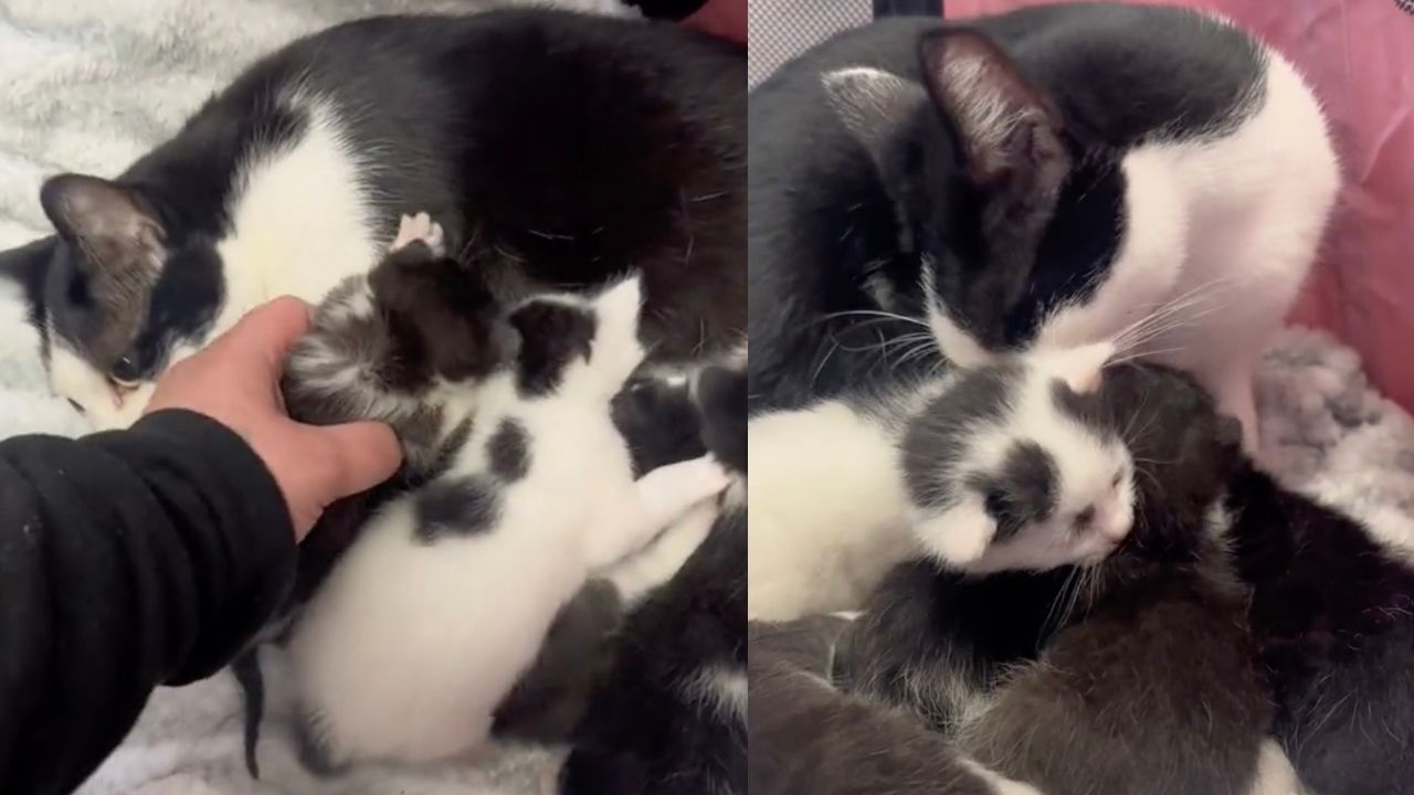 Ex gatto randagio cura due mici rimasti senza mamma
