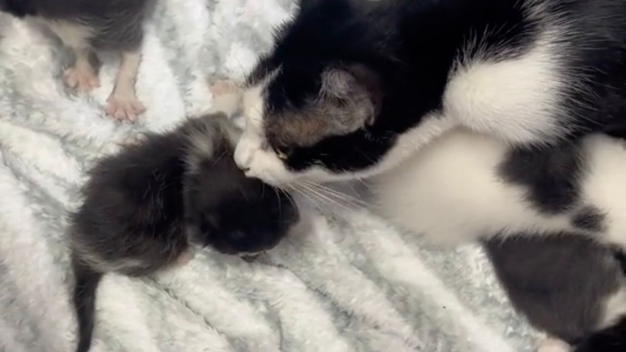 Gatto con due piccoli