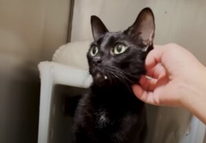 Il gattino nero sfiduciato forse ce la farà: sta iniziando di nuovo a fidarsi degli umani