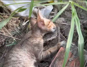 Il gattino riusciva a malapena a respirare, sdraiato sul ciglio della strada, ma nessuno lo aiutava