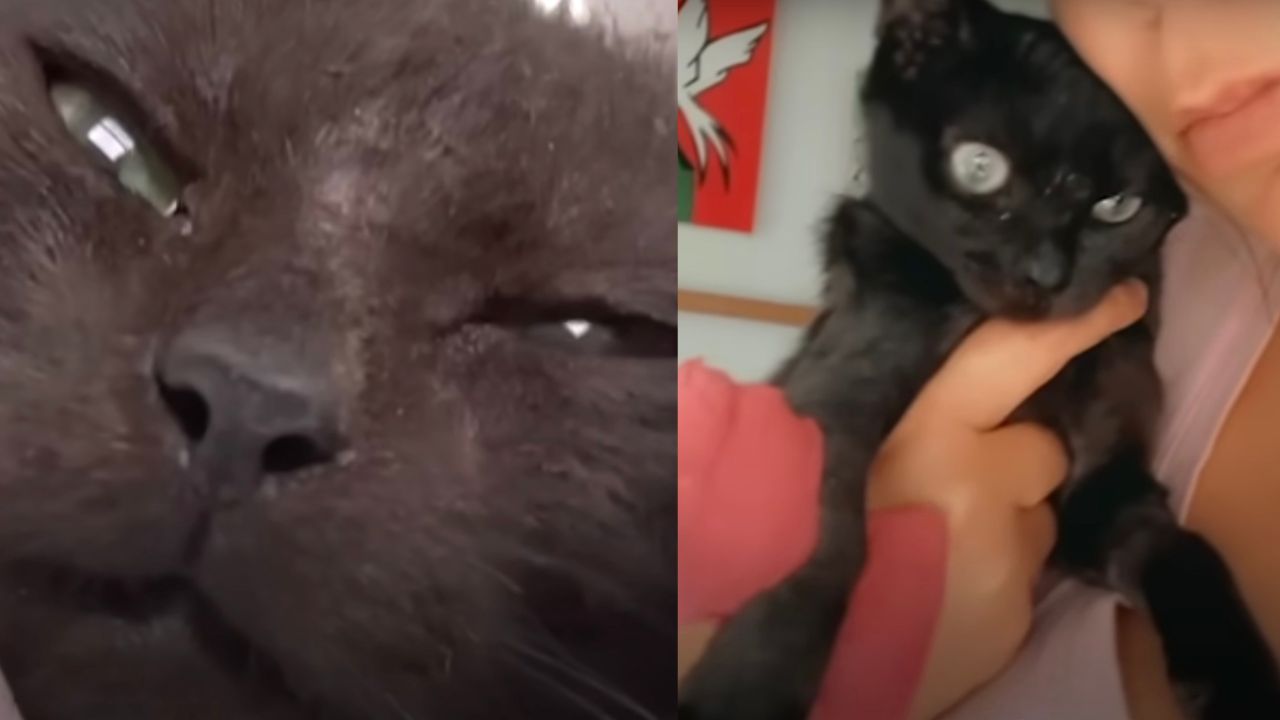 Trasformazione gatto