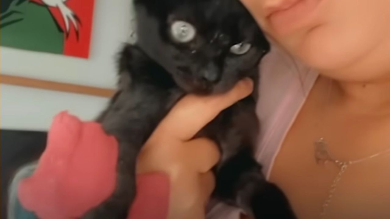 Bel gatto nero