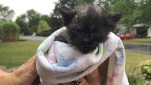 Il gattino trovato coperto da una sostanza appiccicosa scura non è in grado di muoversi: una squadra di soccorso si precipita in suo aiuto