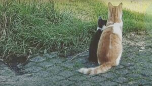 Il gatto domestico decide di proteggere per sempre un gattino randagio: sono inseparabili