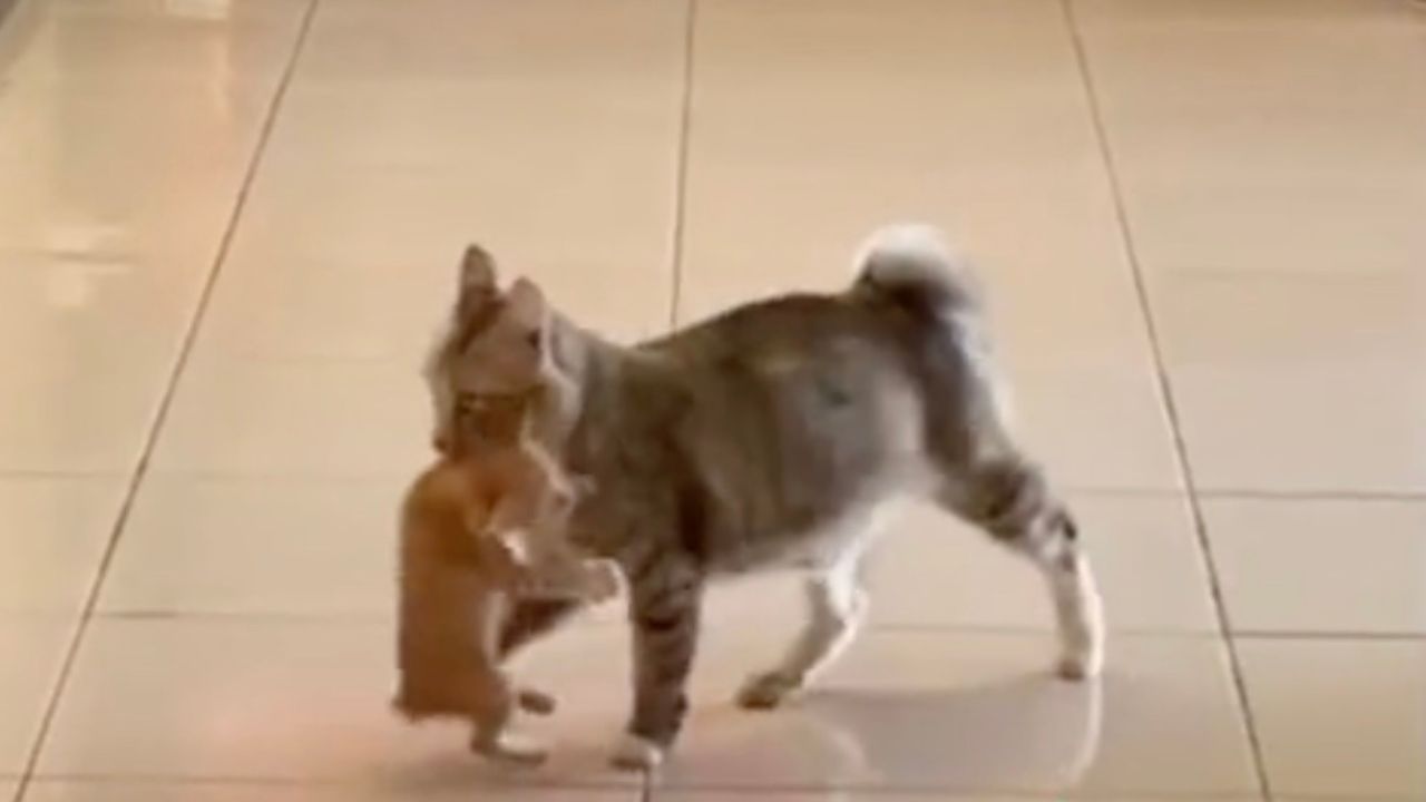 Gatto porta cucciolo