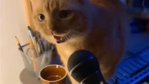 Il musicista usa i miagolii del suo gatto per una canzone e diventa subito famoso