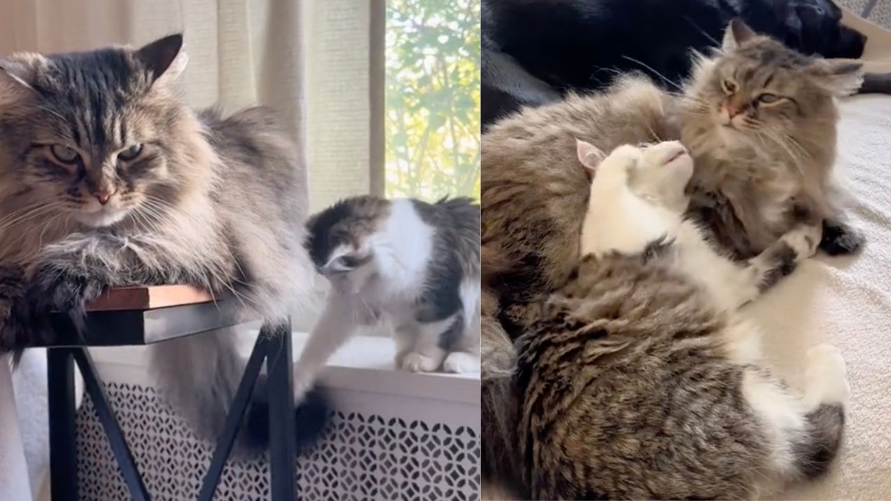 Gattino fa amicizia col gatto anziano
