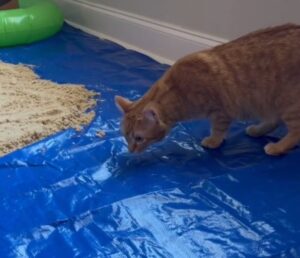 Il papà di questo gatto ha creato una spiaggia indoor per farlo divertire senza pericoli