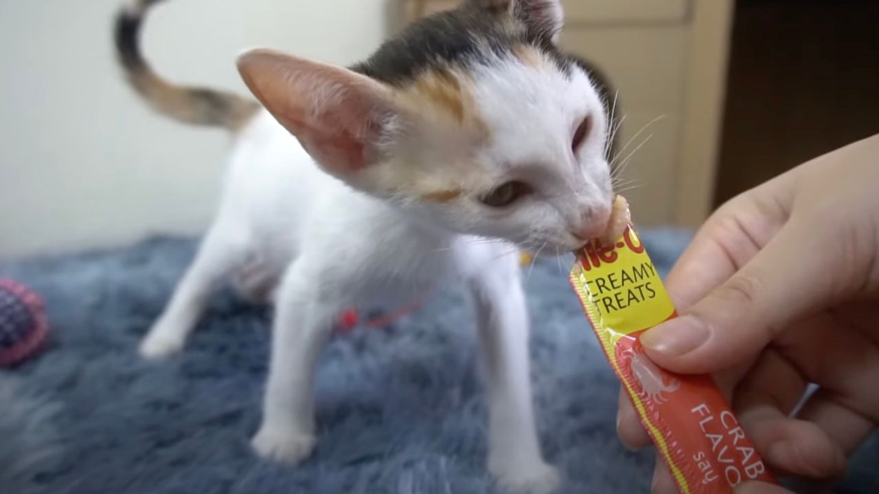 Gattino nutrito