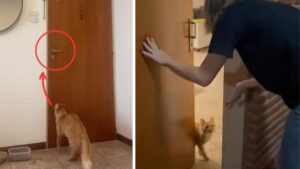 gatto incredibile