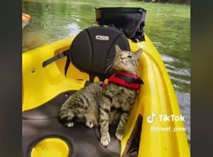 La mamma umana decide di condividere con il mondo l’avventura in kayak con la sua gatta