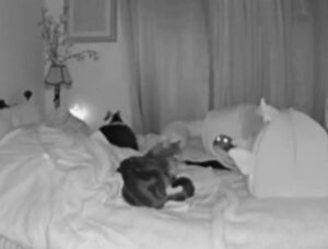 gatti sul letto
