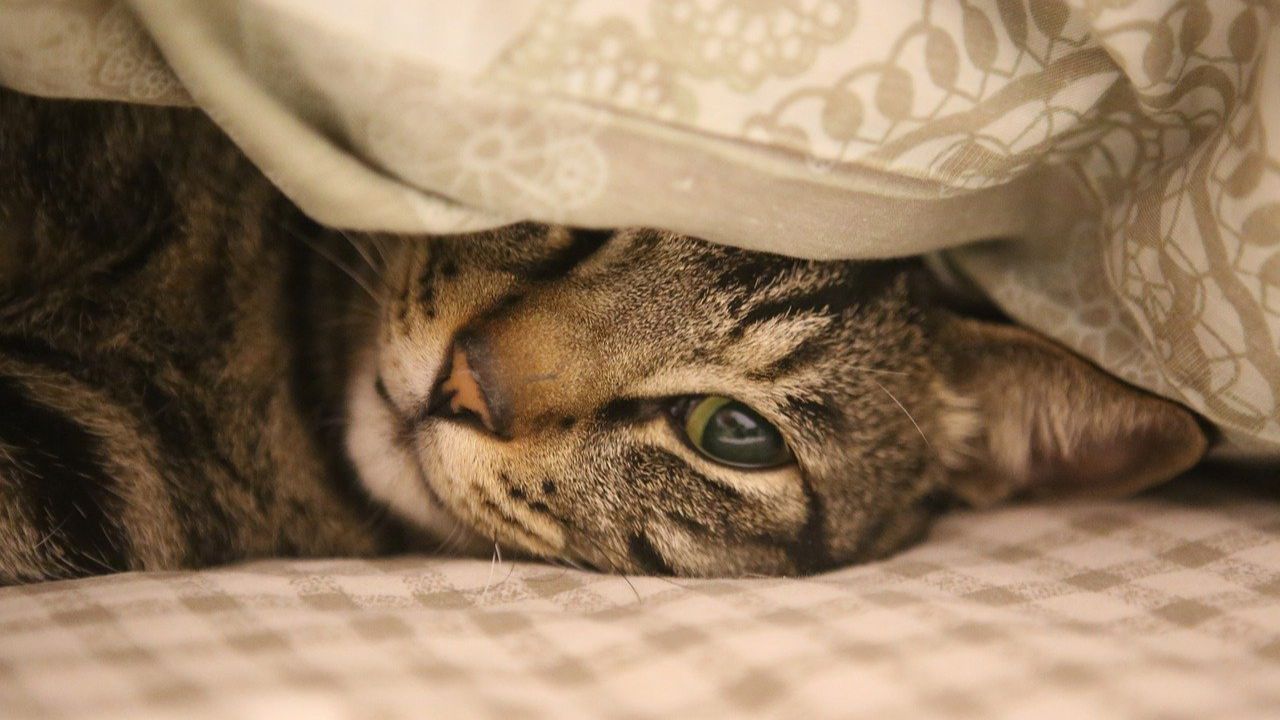 Gatto sotto le coperte