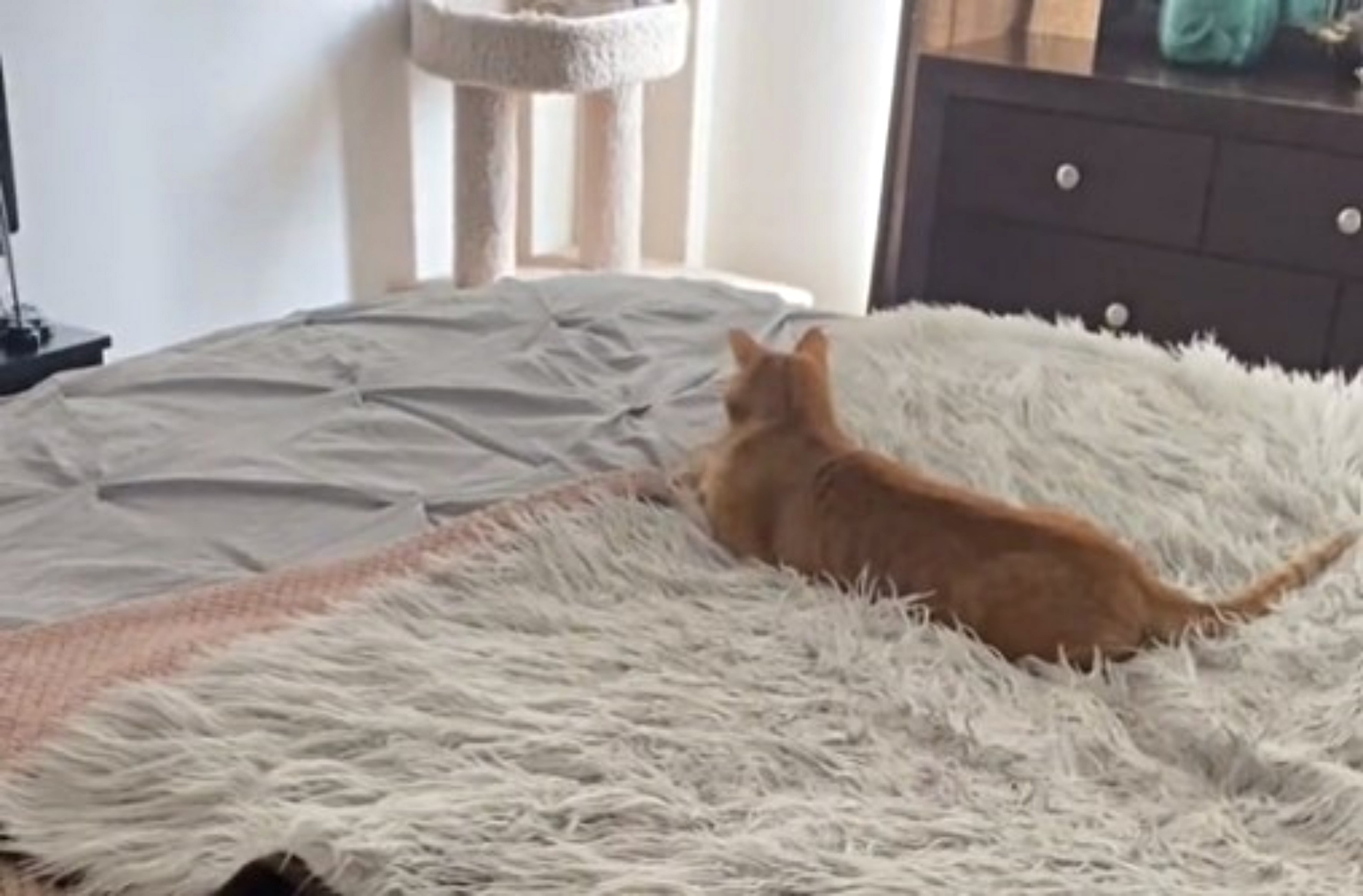 gatto sul letto