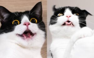 Lei è Izzy, la gatta dalle buffissime espressioni facciali diventata una vip su Instagram